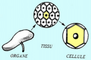 Des doses élevées de bromélaïne n'ont eu aucun effet que ce soit au niveau des organes, tissus ou cellules