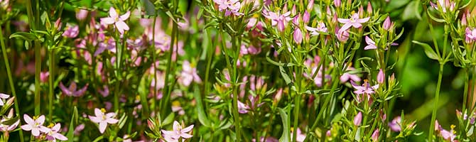 Présentation des bienfaits d'autres plantes naturels